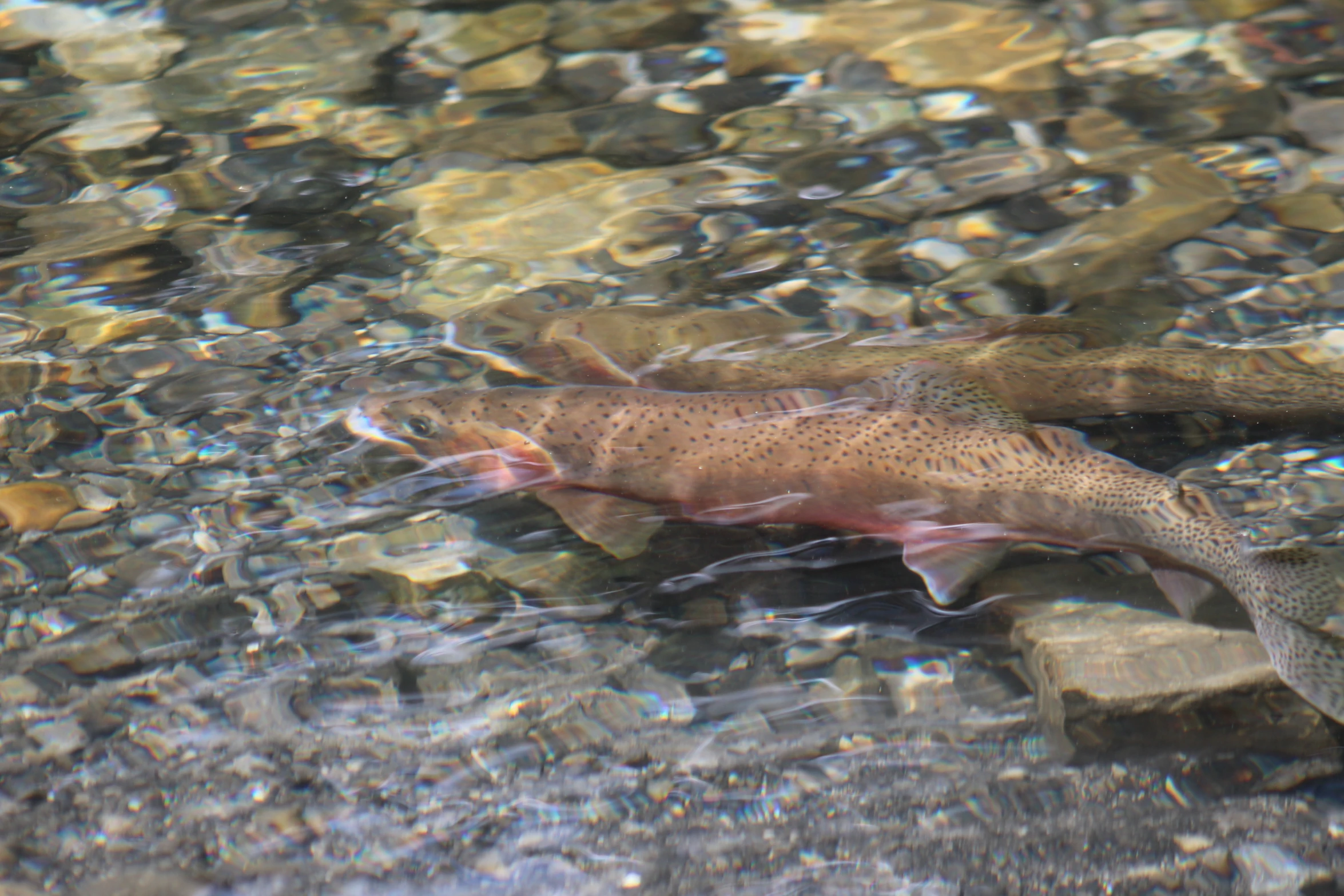 a fish is swimming on a very shallow body of water