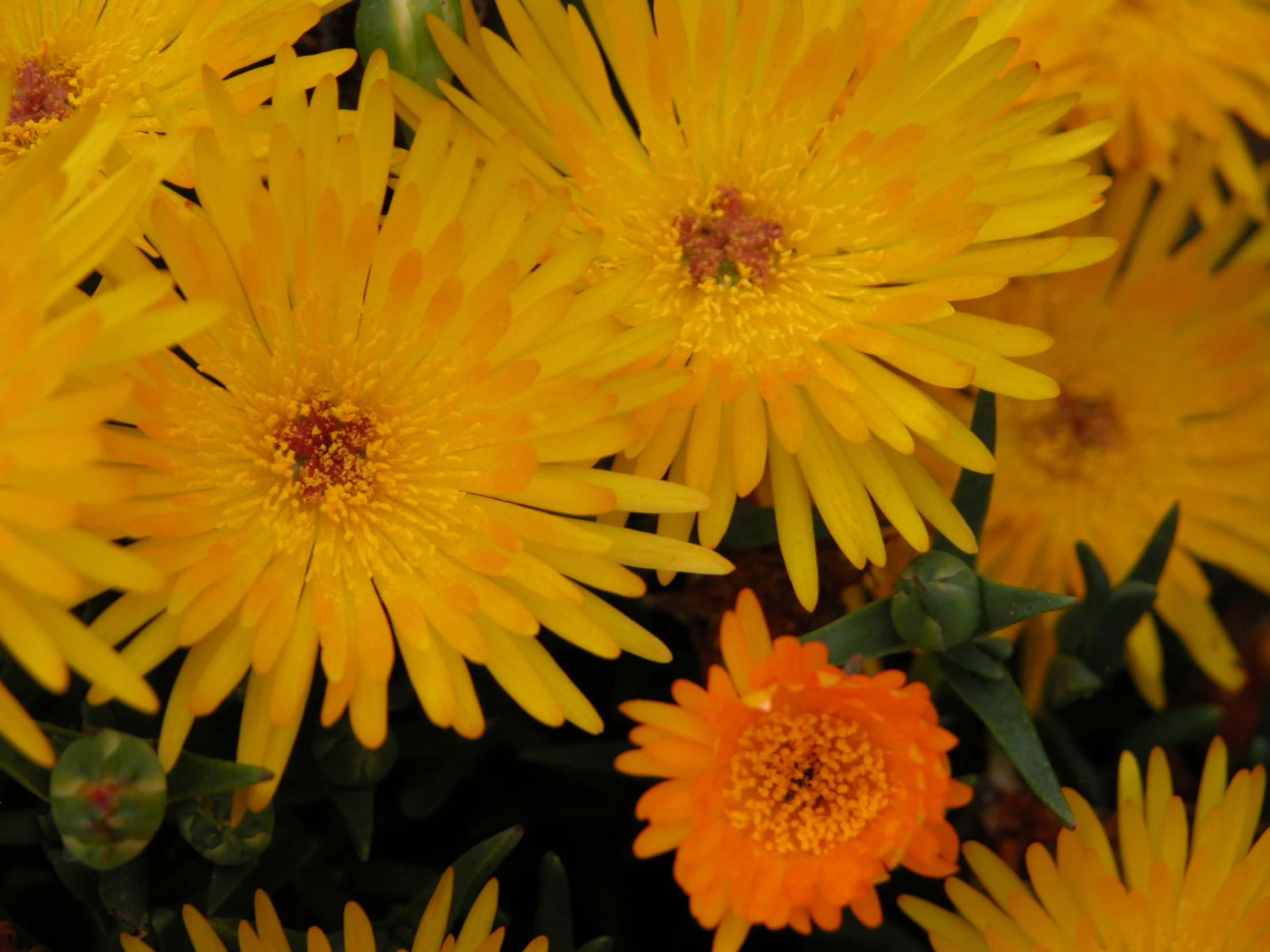 yellow flowers in the sun with a brown center