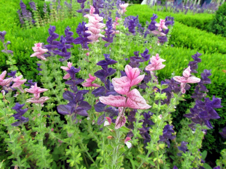 a garden with purple and pink flowers in bloom