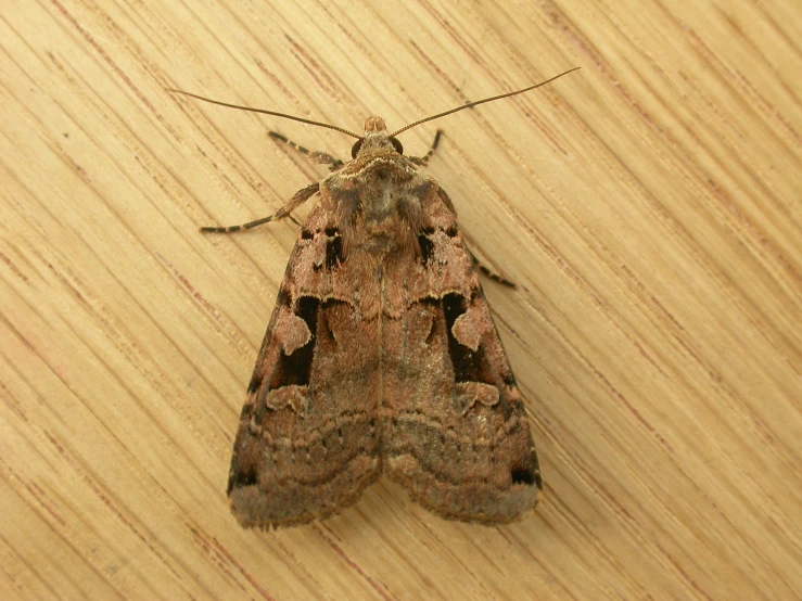 a close up of a moths on a wooden surface