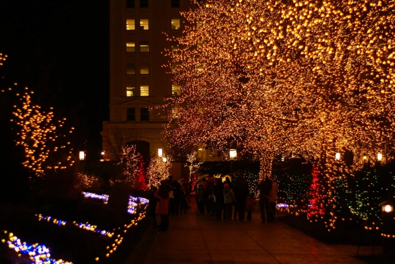 many trees are decorated with lights in the dark