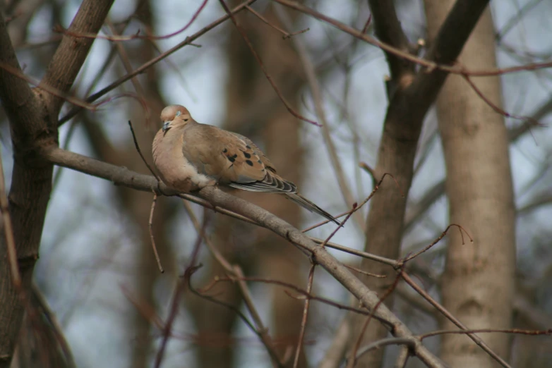 the bird is perched on the nch of a tree