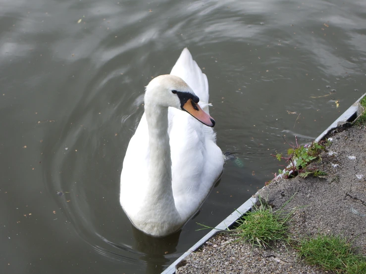 the bird is swimming and looking for food