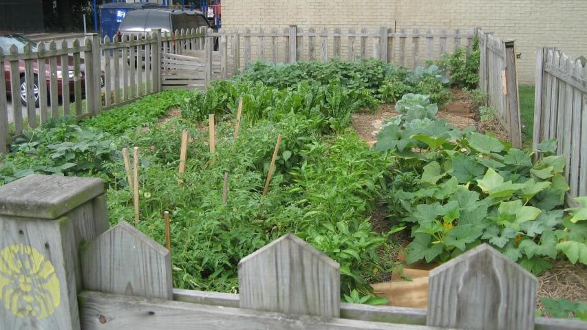 a vegetable garden has green vegetables on the other side of it