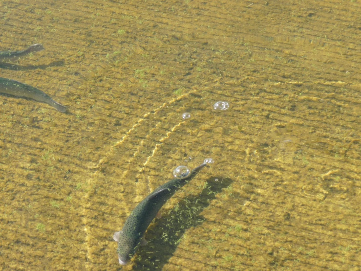 an image of an animal swimming in a pond