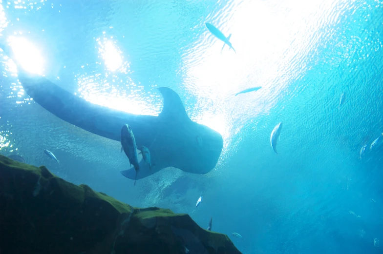 a manta ray swimming near a large group of fish