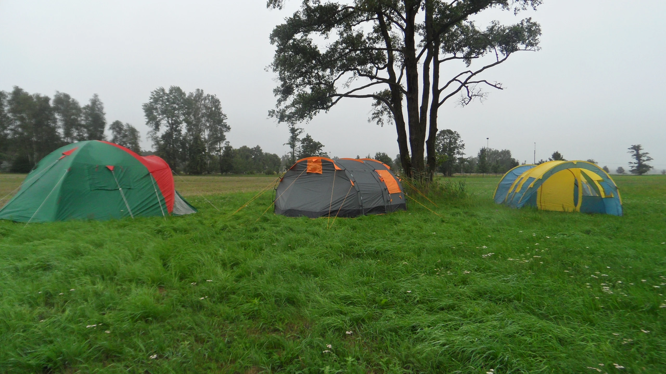 tents are lined up on the grass in front of a tree
