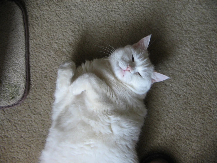 a white cat laying on top of carpet next to a foot