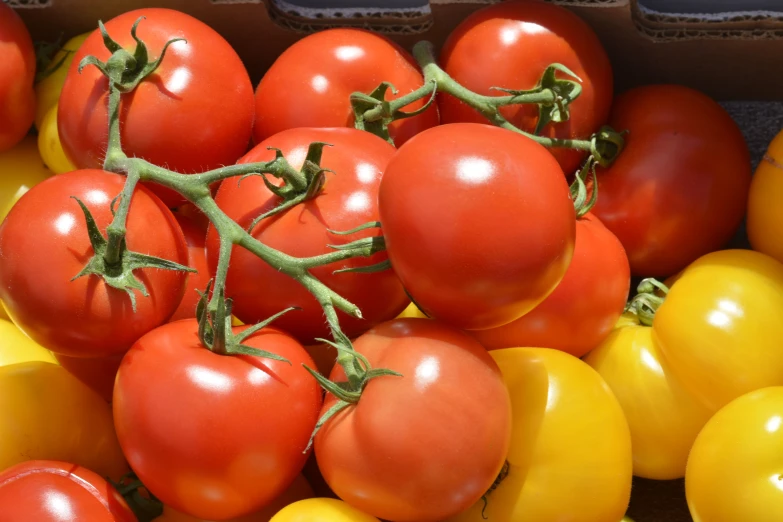 large group of ripe tomatoes and yellow squash