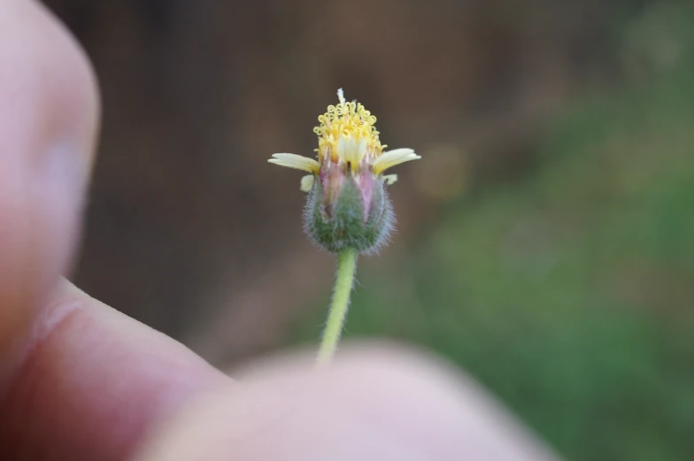 a small yellow and red flower growing out of the center of someones hand