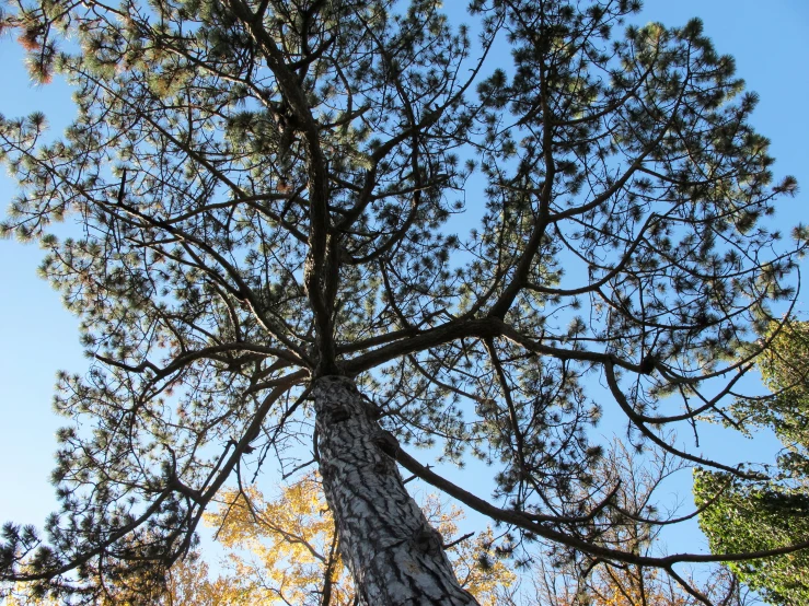 the tops of pine trees stand tall against a blue sky