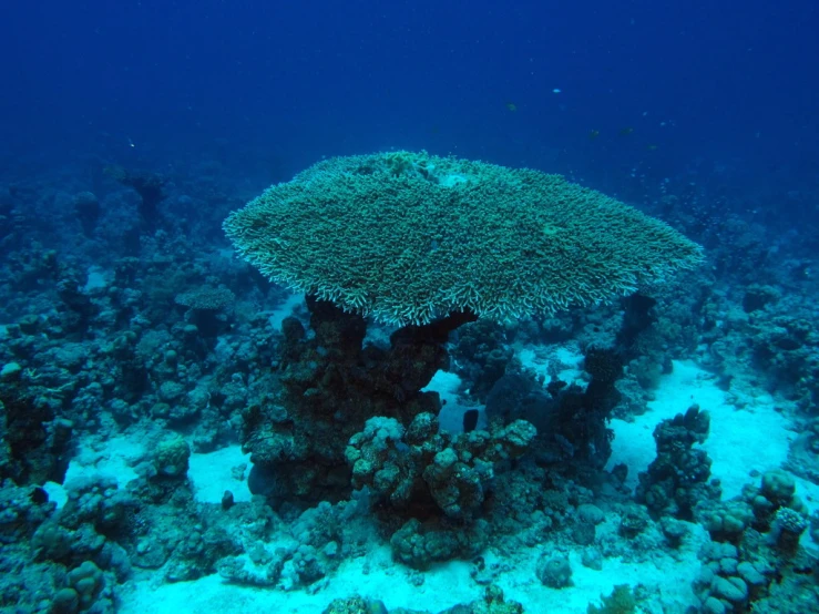 the bottom of a boat that is under water