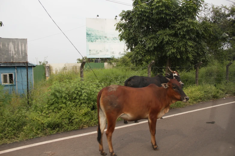 two cows walking down the street, passing by a building