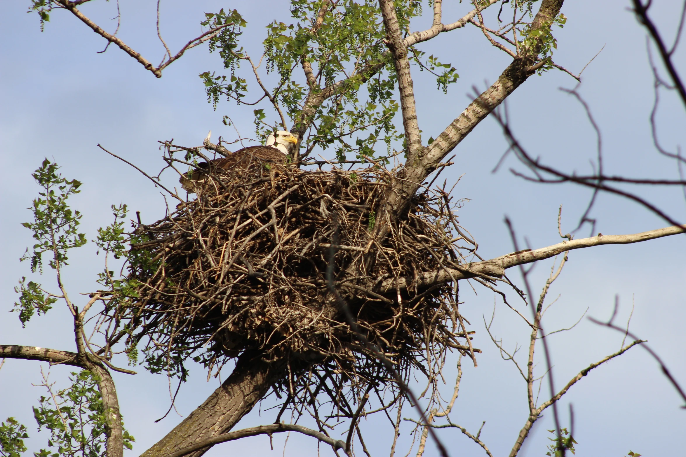 an image of a bird in the nest