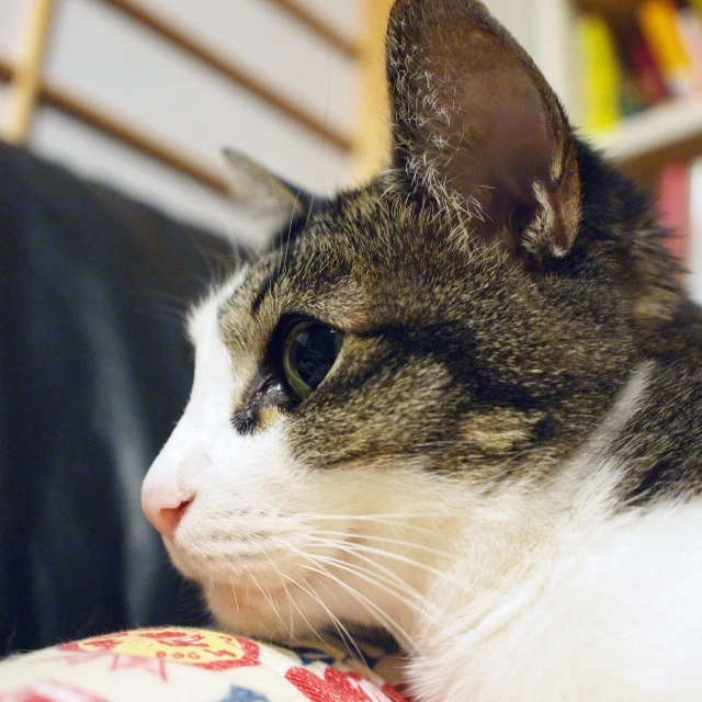 a cat with a black head and white chest looking off into the distance