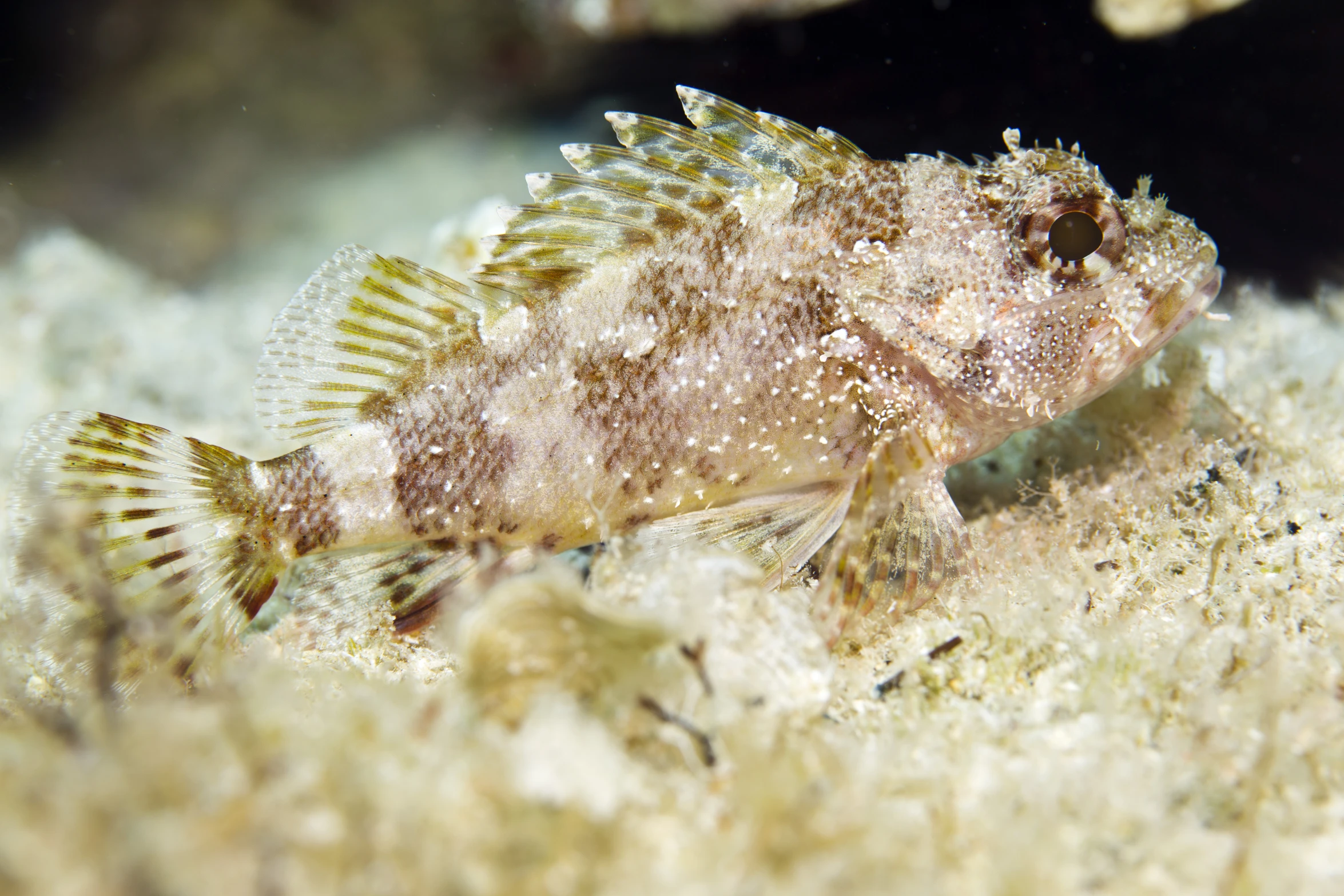 a small fish that is laying down on a piece of fabric