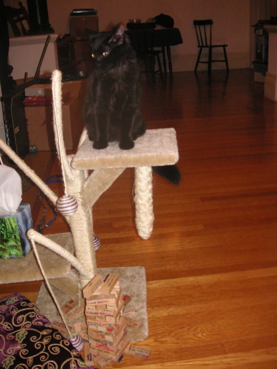 a cat standing on top of a cat tree