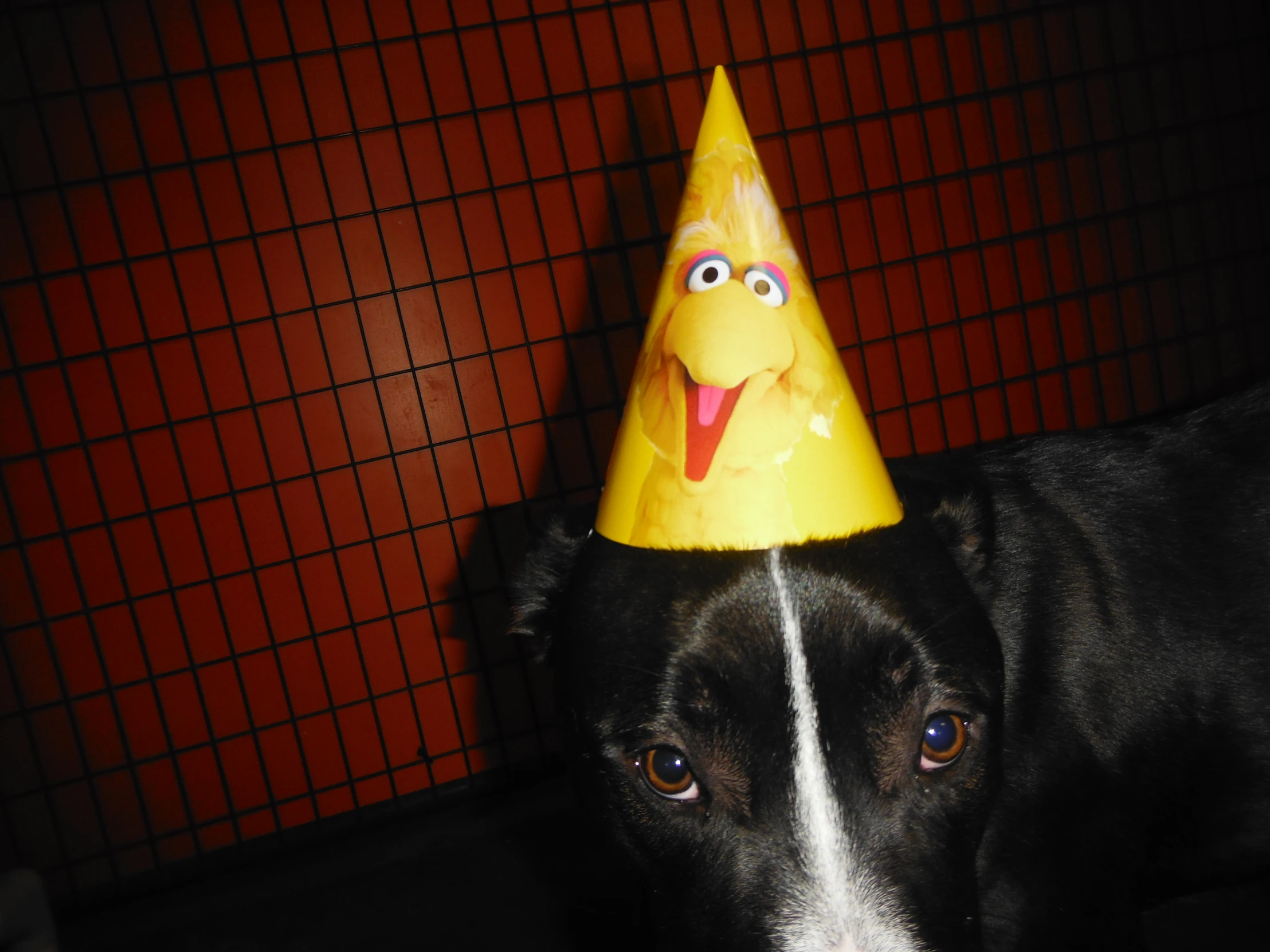 a dog that is wearing a birthday hat with a smiley face
