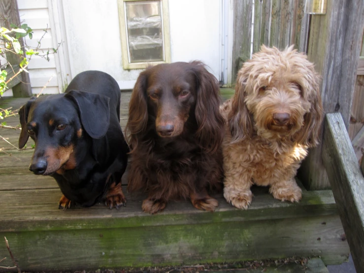 three dogs are sitting on the steps of an old porch