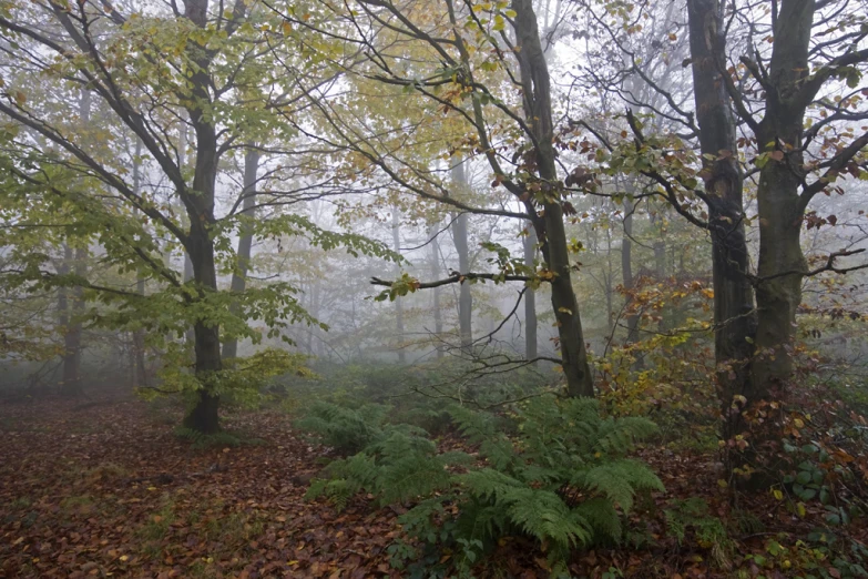 a tree covered forest filled with lots of leaves