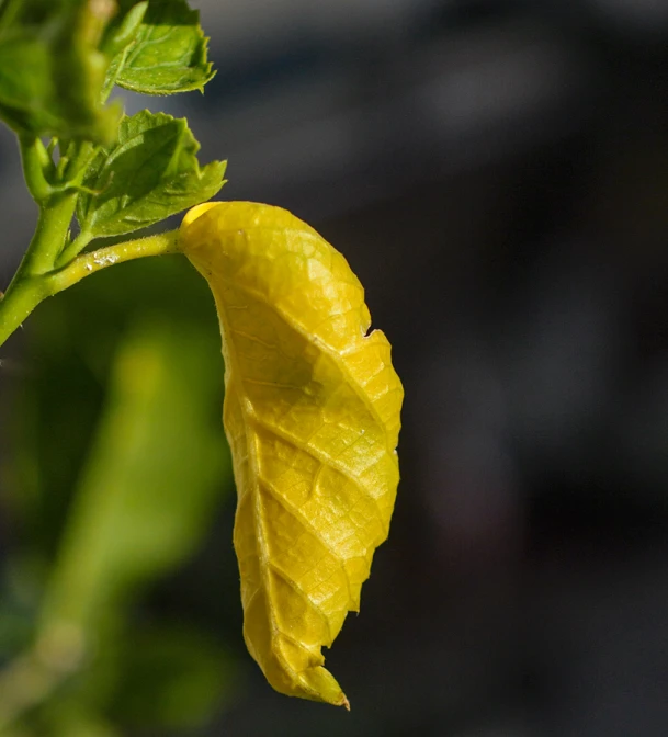 a yellow leaf that is growing on some plants