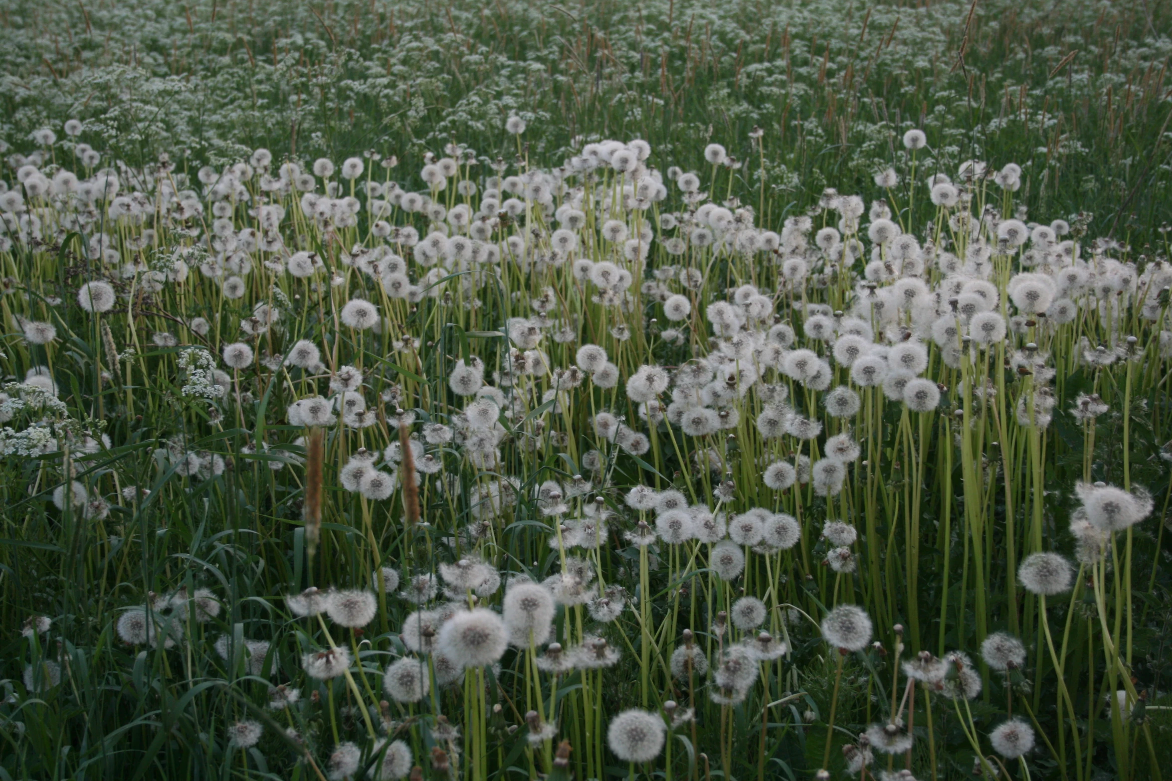 many dandelions are growing close to each other