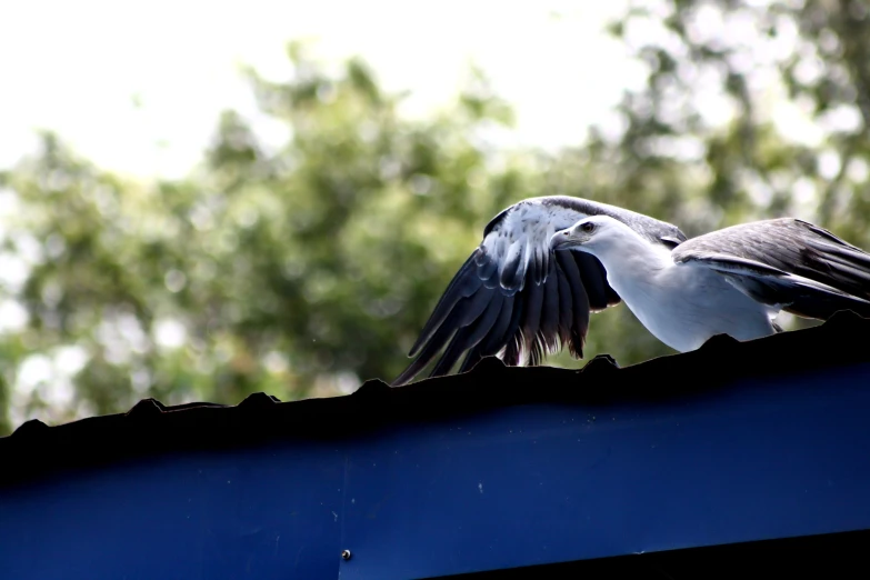 two birds are fighting with each other on the roof