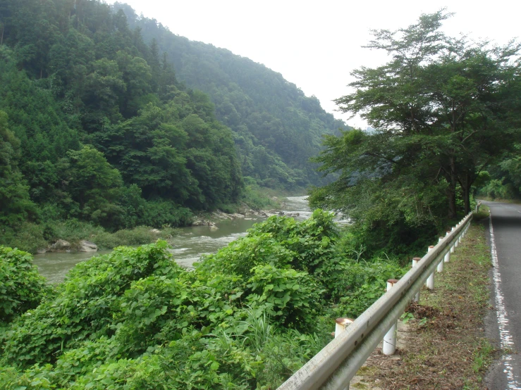 green and lush trees line the side of a road near a wooded river