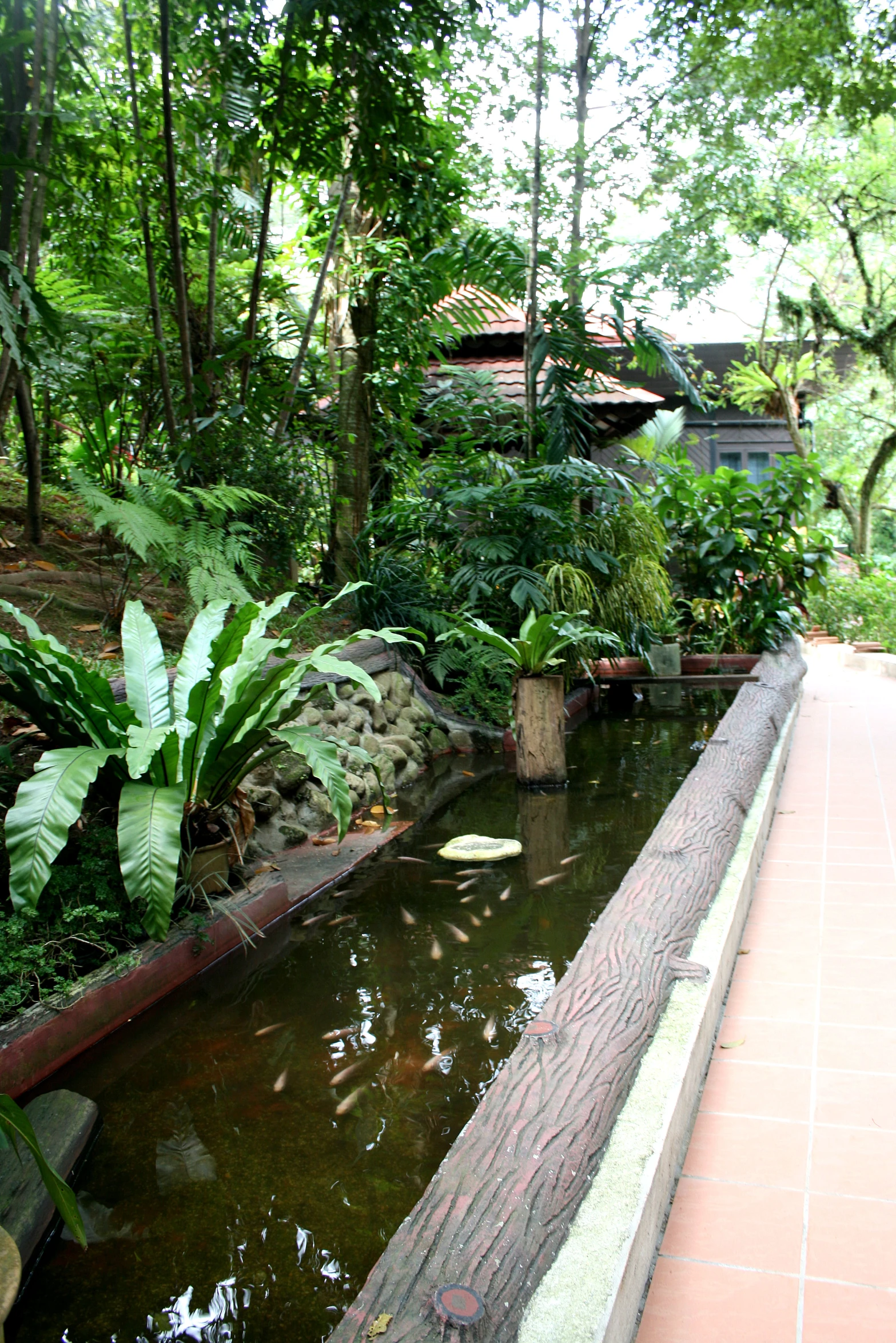 a lush tropical forest with an area that is filled with water