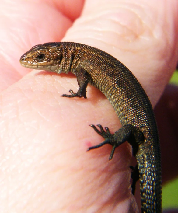 a close up of a person holding an animal in their hand