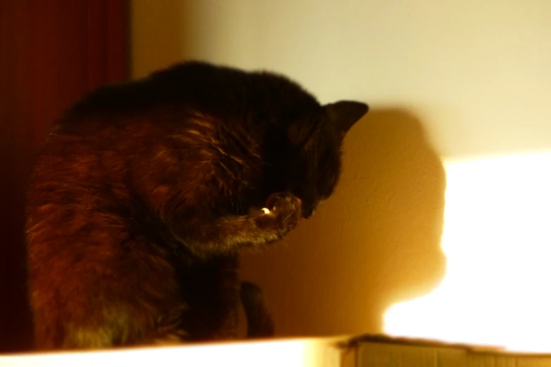 black cat sitting on top of a table next to a light