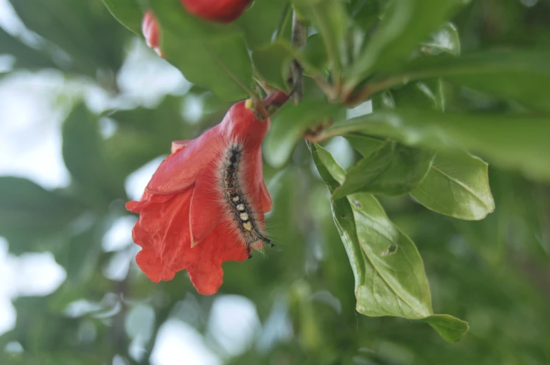 a large caterhiza crawling on a red flower