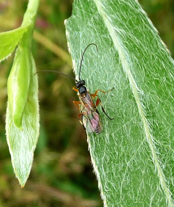 an insect with a transparent head standing on a green leaf