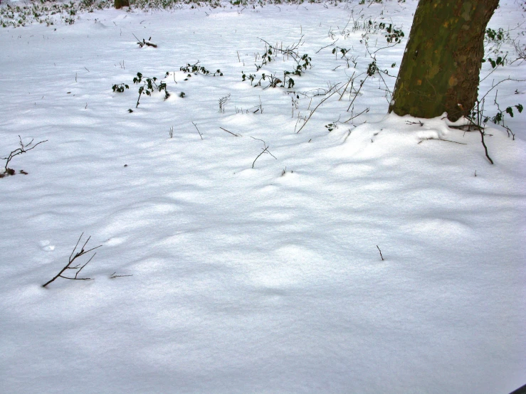 the trees are covered in fresh snow by the field