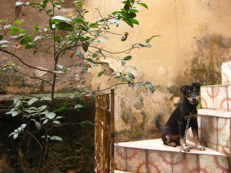 a dog sits on steps in a courtyard