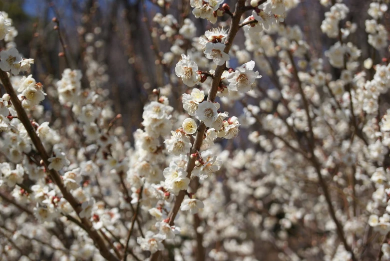 a bush with white flowers that are blooming