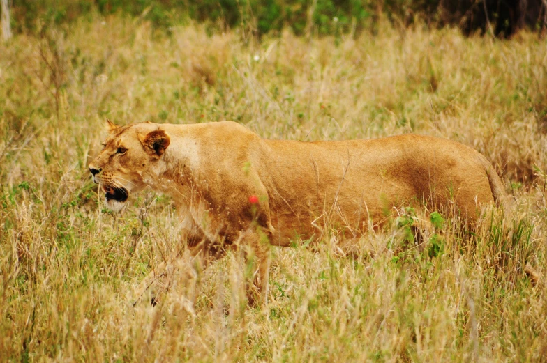 lion standing in the middle of tall brown grass