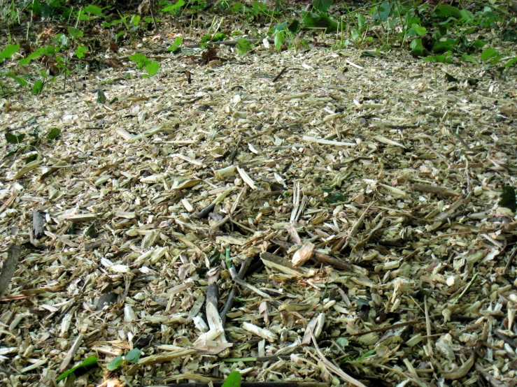 some wood chips are sitting on the ground