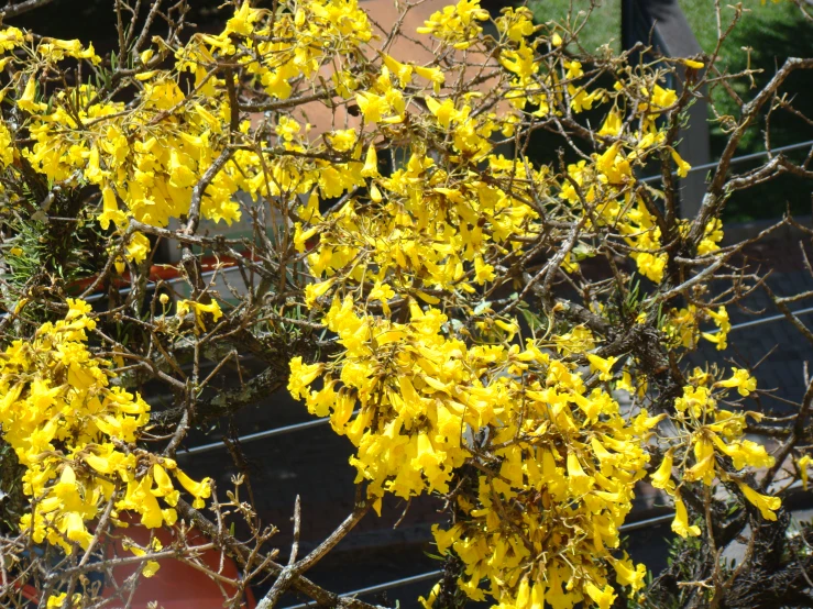 a yellow flower plant is in an outside area