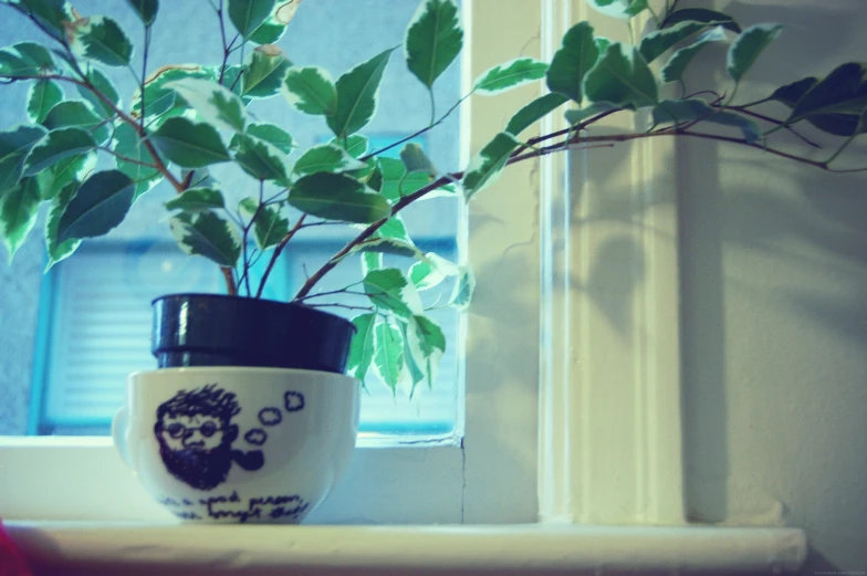 a plant with green leaves and a black cup