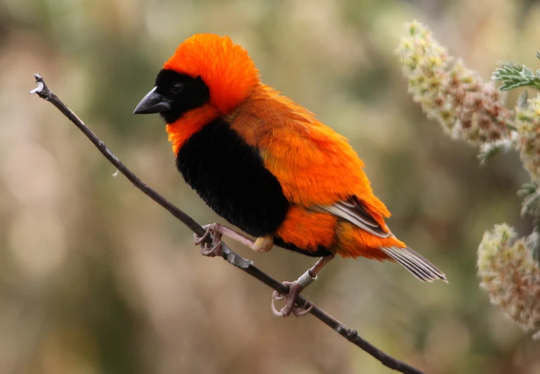 a bright red bird is sitting on a twig