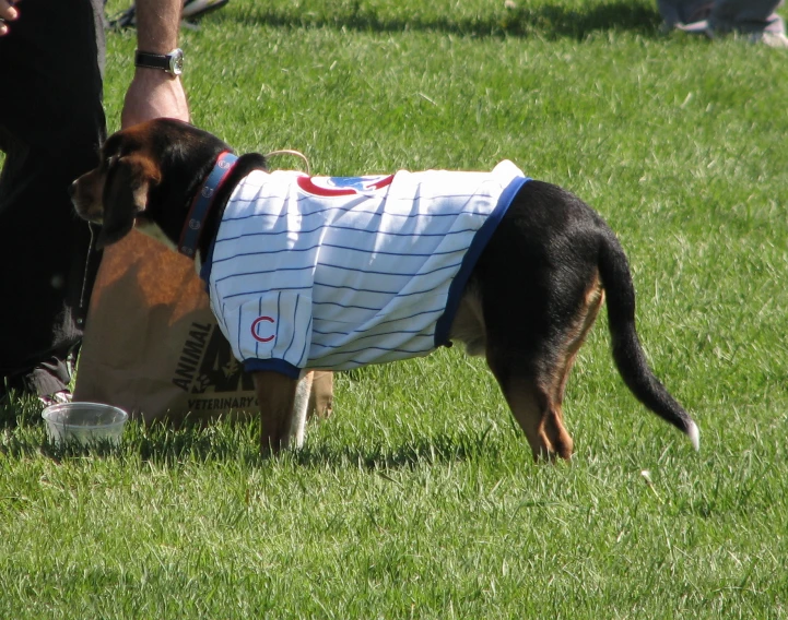 a dog with a striped shirt is standing in the grass