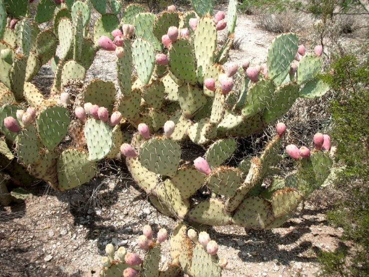 cactus with very tiny flowers on an arid hillside