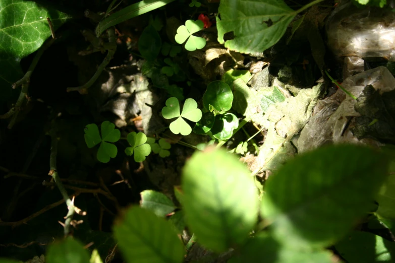 a close up of green leaves on the ground