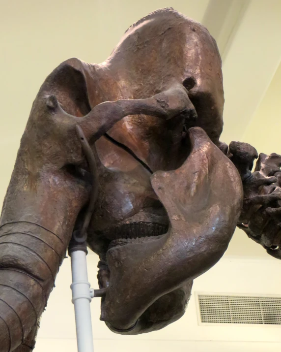 a close up of a very large elephant skull