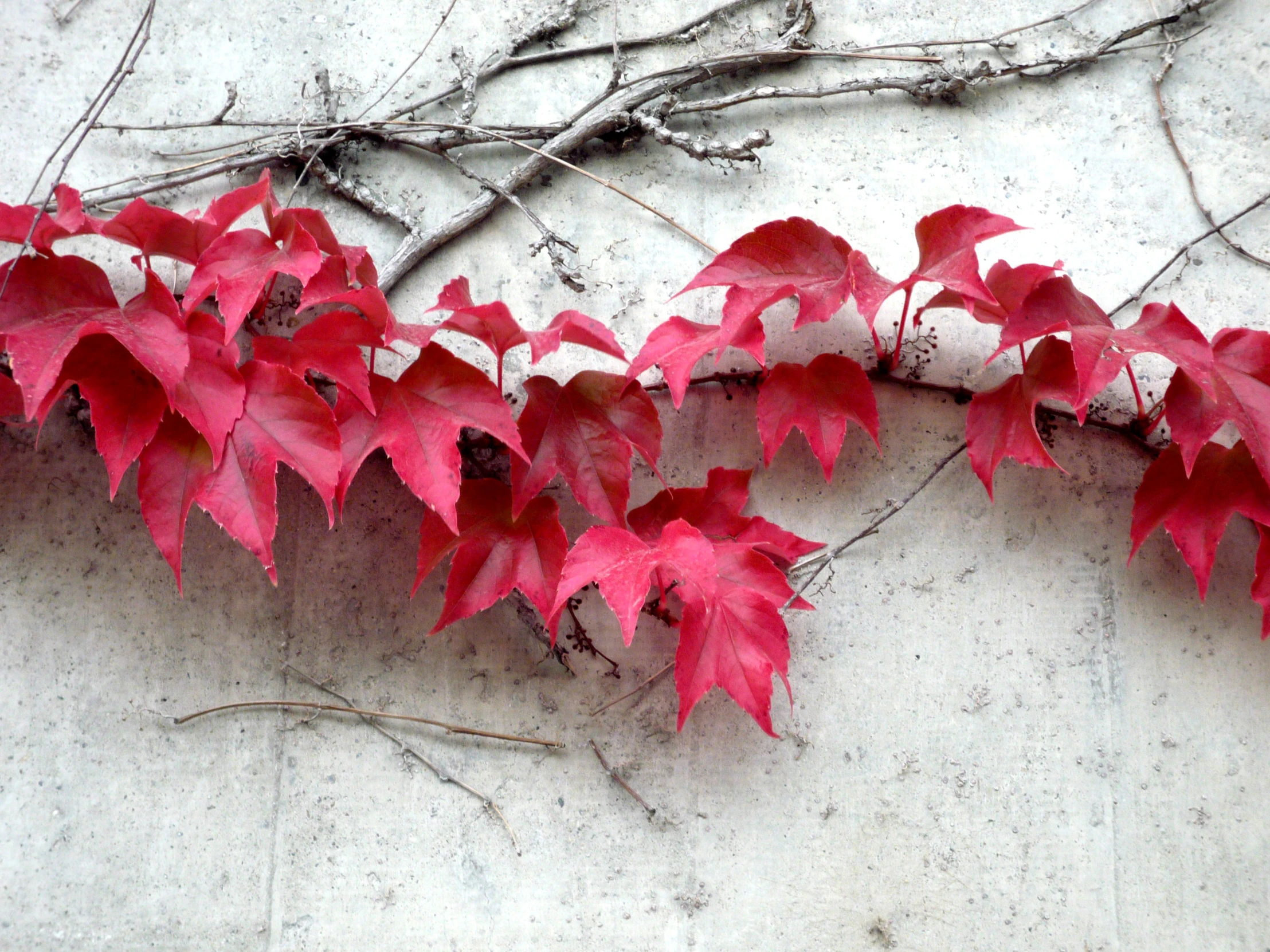 a vine with red leaves on it is attached to a concrete wall