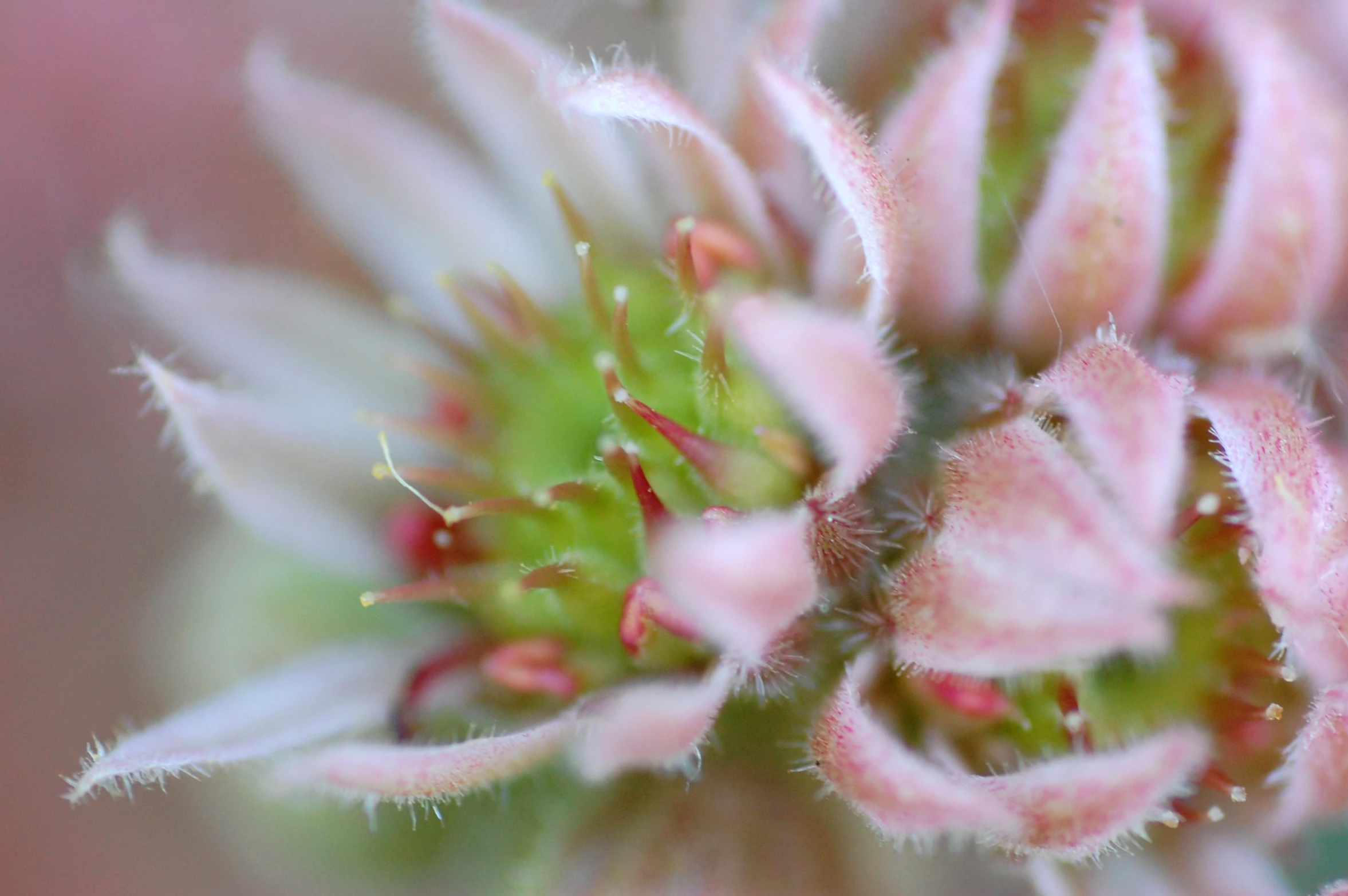 pink flowers are blooming next to each other