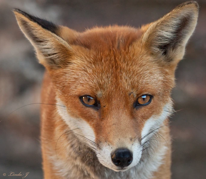 a fox standing on the beach with his nose partially open