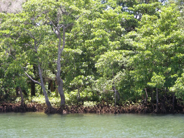 trees line the edge of a river and the water is still running