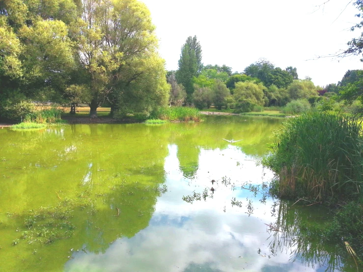 a small river that is in the middle of a park